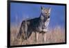 Coyote in Field-DLILLC-Framed Photographic Print