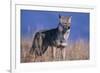 Coyote in Field-DLILLC-Framed Photographic Print