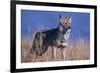 Coyote in Field-DLILLC-Framed Photographic Print