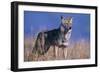 Coyote in Field-DLILLC-Framed Photographic Print