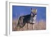 Coyote in Field-DLILLC-Framed Photographic Print