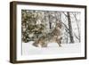 Coyote in snow, Montana-Adam Jones-Framed Photographic Print