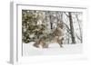 Coyote in snow, Montana-Adam Jones-Framed Photographic Print