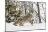 Coyote in snow, Montana-Adam Jones-Mounted Photographic Print