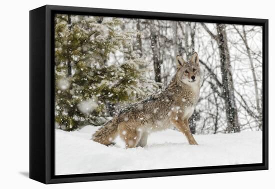 Coyote in snow, Montana-Adam Jones-Framed Stretched Canvas