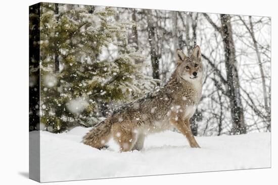 Coyote in snow, Montana-Adam Jones-Stretched Canvas