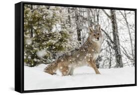 Coyote in snow, Montana-Adam Jones-Framed Stretched Canvas
