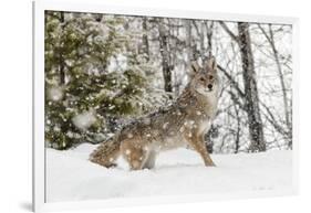 Coyote in snow, Montana-Adam Jones-Framed Photographic Print