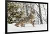 Coyote in snow, Montana-Adam Jones-Framed Photographic Print