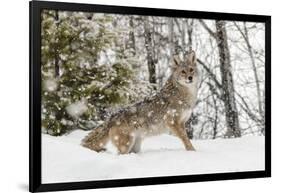 Coyote in snow, Montana-Adam Jones-Framed Photographic Print