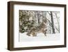 Coyote in snow, Montana-Adam Jones-Framed Photographic Print