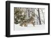 Coyote in snow, Montana-Adam Jones-Framed Photographic Print