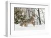 Coyote in snow, Montana-Adam Jones-Framed Photographic Print