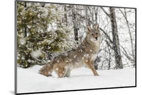 Coyote in snow, Montana-Adam Jones-Mounted Photographic Print