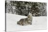 Coyote in snow, Montana-Adam Jones-Stretched Canvas