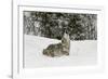 Coyote in snow, Montana-Adam Jones-Framed Photographic Print