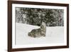 Coyote in snow, Montana-Adam Jones-Framed Photographic Print