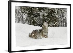 Coyote in snow, Montana-Adam Jones-Framed Photographic Print