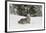 Coyote in snow, Montana-Adam Jones-Framed Photographic Print