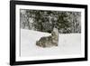 Coyote in snow, Montana-Adam Jones-Framed Photographic Print