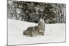 Coyote in snow, Montana-Adam Jones-Mounted Photographic Print