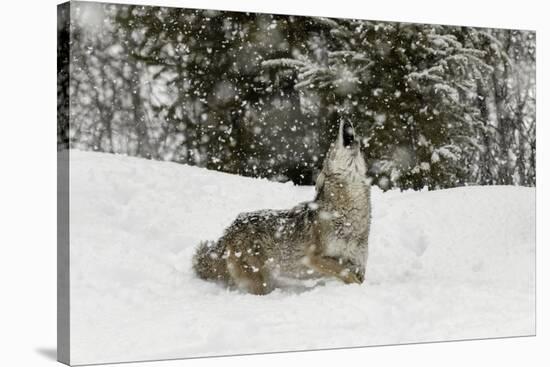 Coyote in snow, Montana-Adam Jones-Stretched Canvas