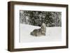 Coyote in snow, Montana-Adam Jones-Framed Photographic Print