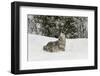 Coyote in snow, Montana-Adam Jones-Framed Photographic Print