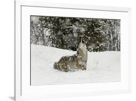 Coyote in snow, Montana-Adam Jones-Framed Premium Photographic Print