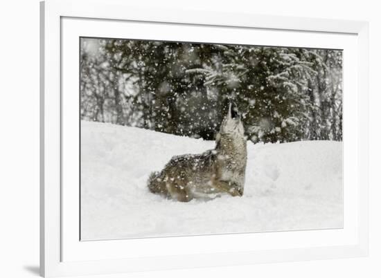 Coyote in snow, Montana-Adam Jones-Framed Premium Photographic Print