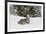 Coyote in snow, Montana-Adam Jones-Framed Premium Photographic Print