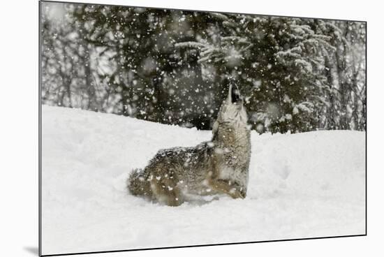 Coyote in snow, Montana-Adam Jones-Mounted Premium Photographic Print