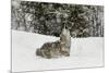 Coyote in snow, Montana-Adam Jones-Mounted Premium Photographic Print
