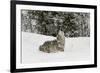 Coyote in snow, Montana-Adam Jones-Framed Photographic Print