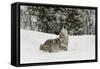 Coyote in snow, Montana-Adam Jones-Framed Stretched Canvas