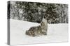 Coyote in snow, Montana-Adam Jones-Stretched Canvas