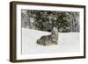 Coyote in snow, Montana-Adam Jones-Framed Photographic Print