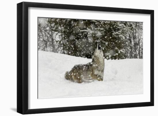 Coyote in snow, Montana-Adam Jones-Framed Photographic Print