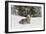 Coyote in snow, Montana-Adam Jones-Framed Photographic Print