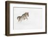 Coyote in snow, Montana-Adam Jones-Framed Photographic Print