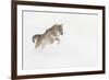 Coyote in snow, Montana-Adam Jones-Framed Premium Photographic Print