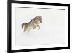 Coyote in snow, Montana-Adam Jones-Framed Premium Photographic Print