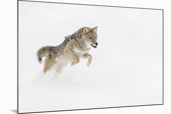 Coyote in snow, Montana-Adam Jones-Mounted Premium Photographic Print