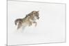 Coyote in snow, Montana-Adam Jones-Mounted Premium Photographic Print