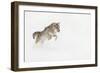 Coyote in snow, Montana-Adam Jones-Framed Photographic Print