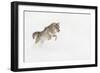 Coyote in snow, Montana-Adam Jones-Framed Photographic Print