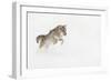 Coyote in snow, Montana-Adam Jones-Framed Photographic Print