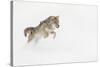 Coyote in snow, Montana-Adam Jones-Stretched Canvas