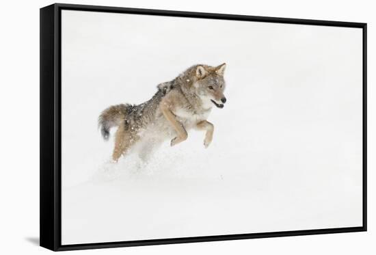 Coyote in snow, Montana-Adam Jones-Framed Stretched Canvas