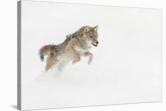 Coyote in snow, Montana-Adam Jones-Stretched Canvas